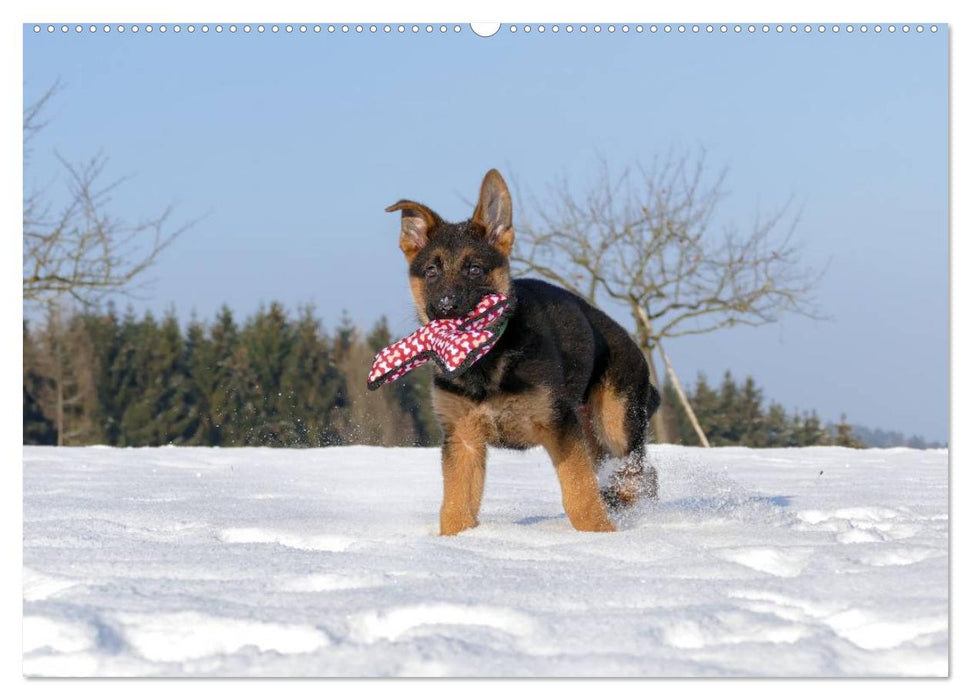 Schäferhunde Seelenhunde (CALVENDO Wandkalender 2024)