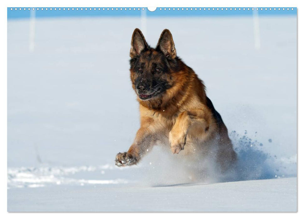 Schäferhunde Seelenhunde (CALVENDO Wandkalender 2024)