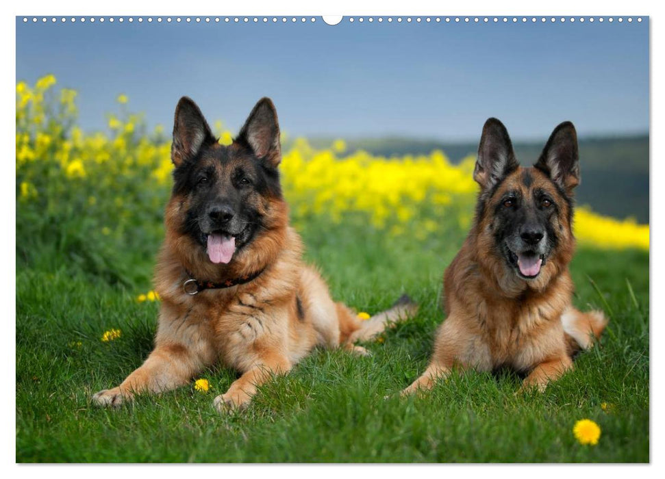 Shepherd dogs soul dogs (CALVENDO wall calendar 2024) 