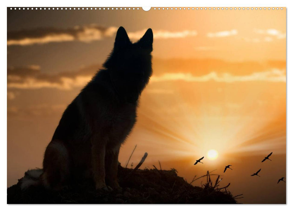 Schäferhunde Seelenhunde (CALVENDO Wandkalender 2024)