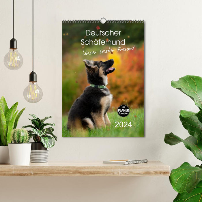 German Shepherd - our best friend (CALVENDO wall calendar 2024) 