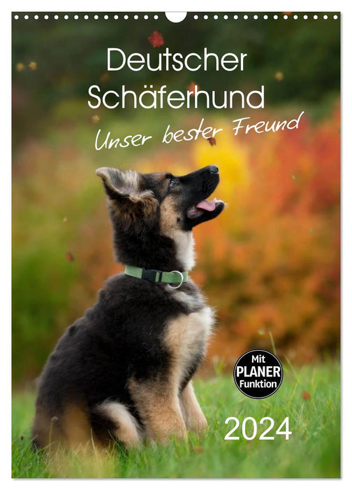 German Shepherd - our best friend (CALVENDO wall calendar 2024) 