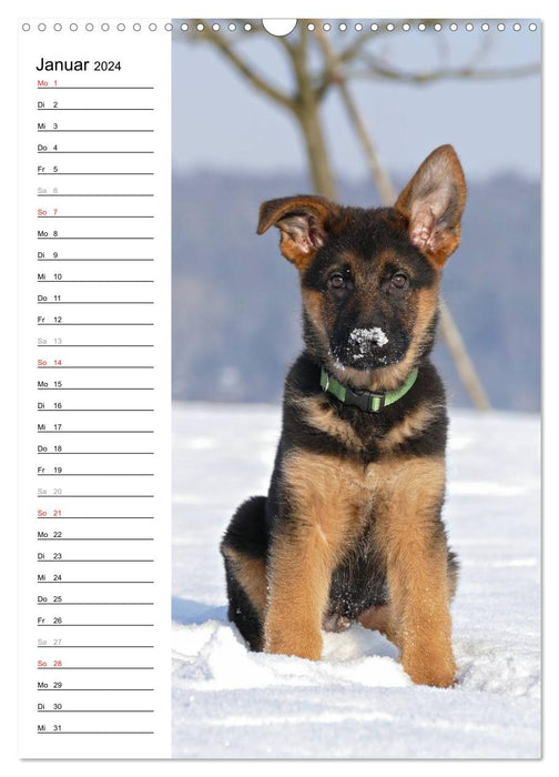 German Shepherd - our best friend (CALVENDO wall calendar 2024) 