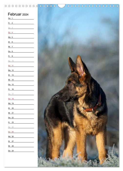 German Shepherd - our best friend (CALVENDO wall calendar 2024) 