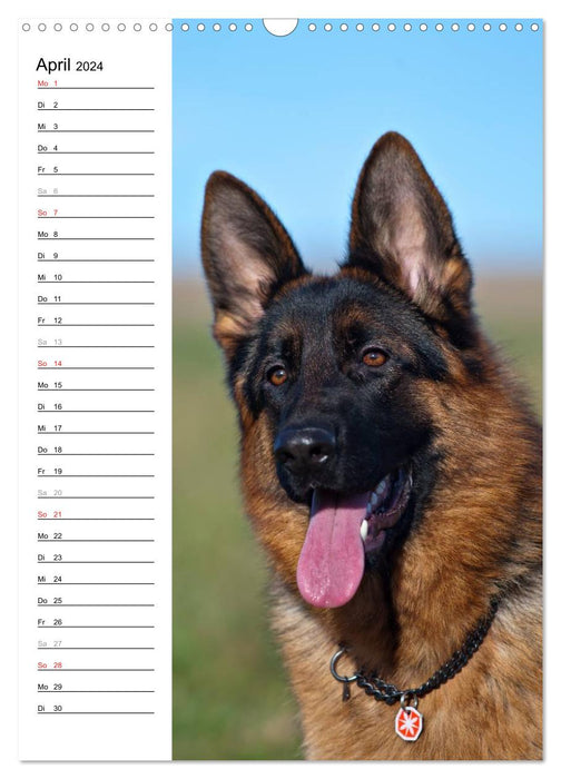 German Shepherd - our best friend (CALVENDO wall calendar 2024) 