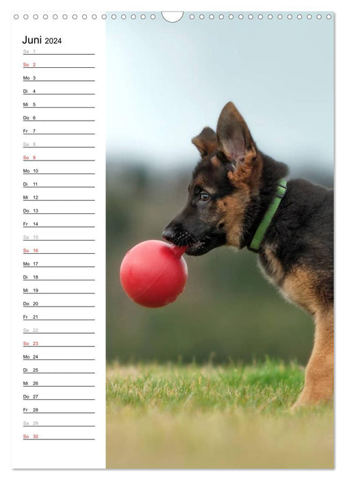 German Shepherd - our best friend (CALVENDO wall calendar 2024) 