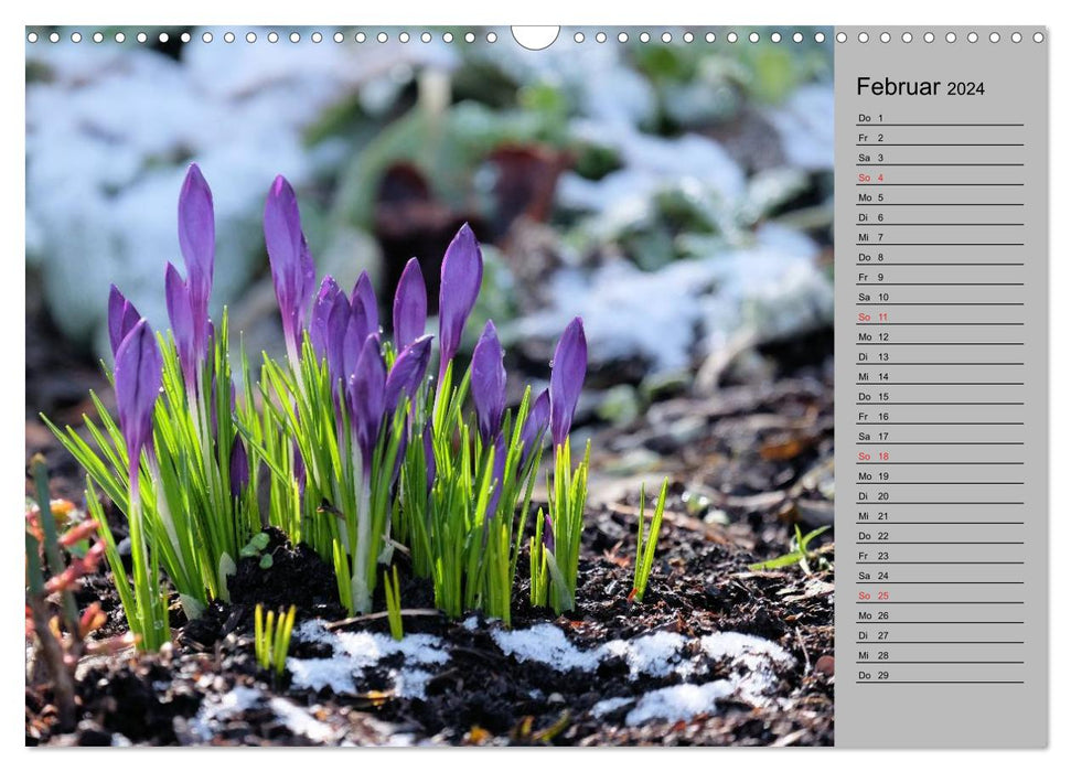 Blütenschau 2024 (CALVENDO Wandkalender 2024)