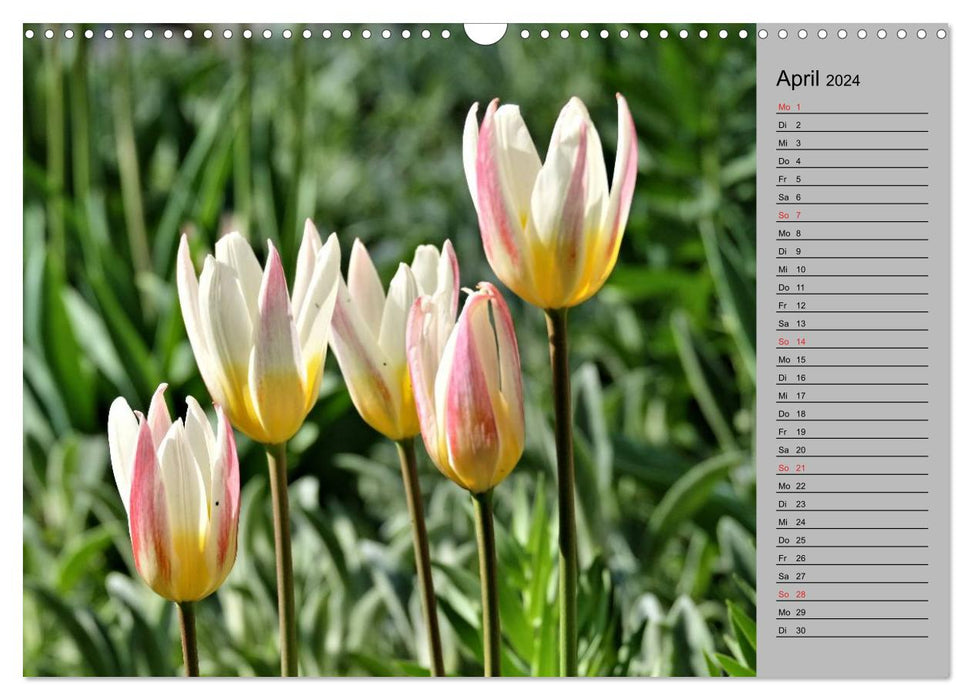 Blütenschau 2024 (CALVENDO Wandkalender 2024)