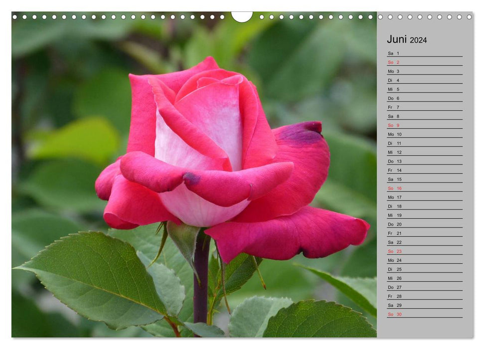 Flower show 2024 (CALVENDO wall calendar 2024) 