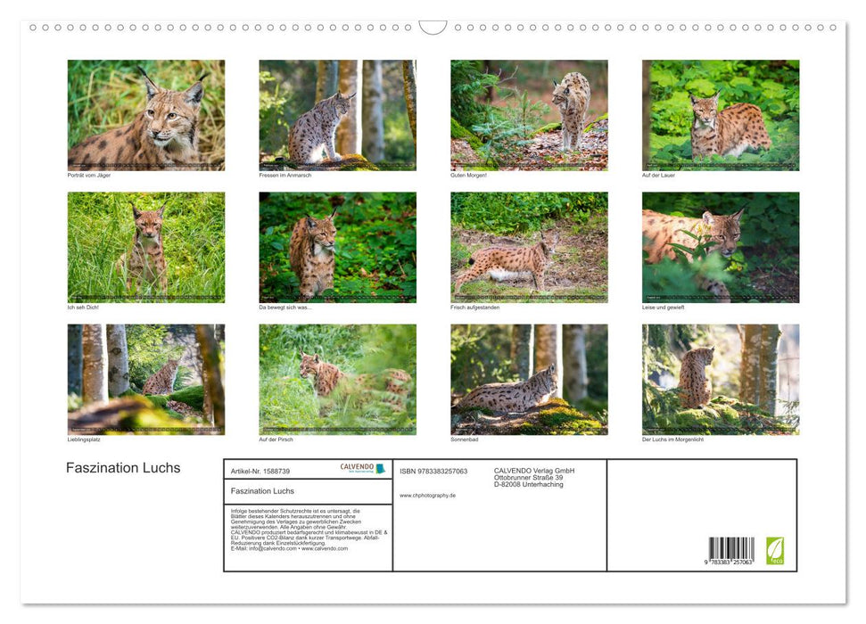 Fascination with lynx (CALVENDO wall calendar 2024) 