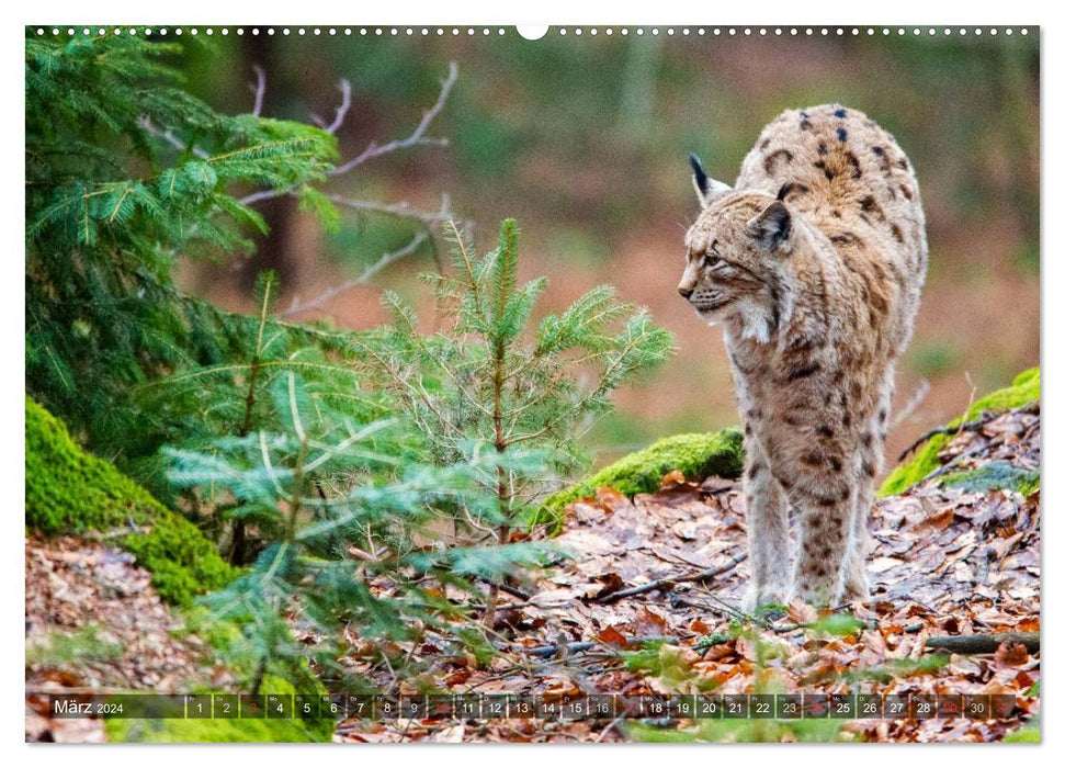 Fascination with lynx (CALVENDO wall calendar 2024) 
