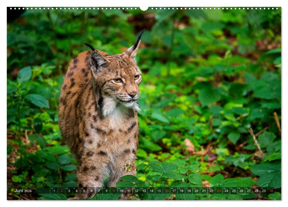 Fascination with lynx (CALVENDO wall calendar 2024) 