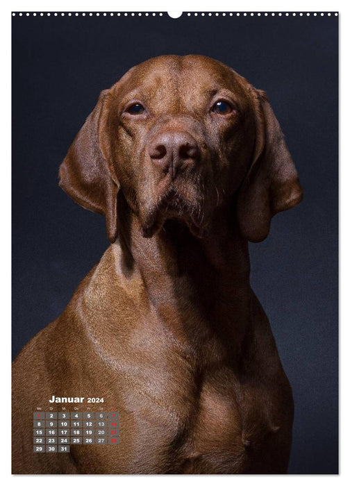 Treue Wegbegleiter, Hunde im Portrait. (CALVENDO Premium Wandkalender 2024)