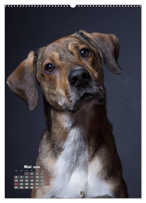 Loyal companions, dogs in portrait. (CALVENDO Premium Wall Calendar 2024) 