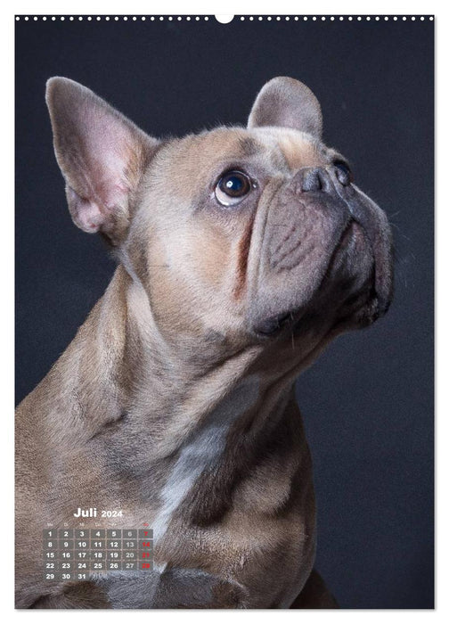 Loyal companions, dogs in portrait. (CALVENDO Premium Wall Calendar 2024) 