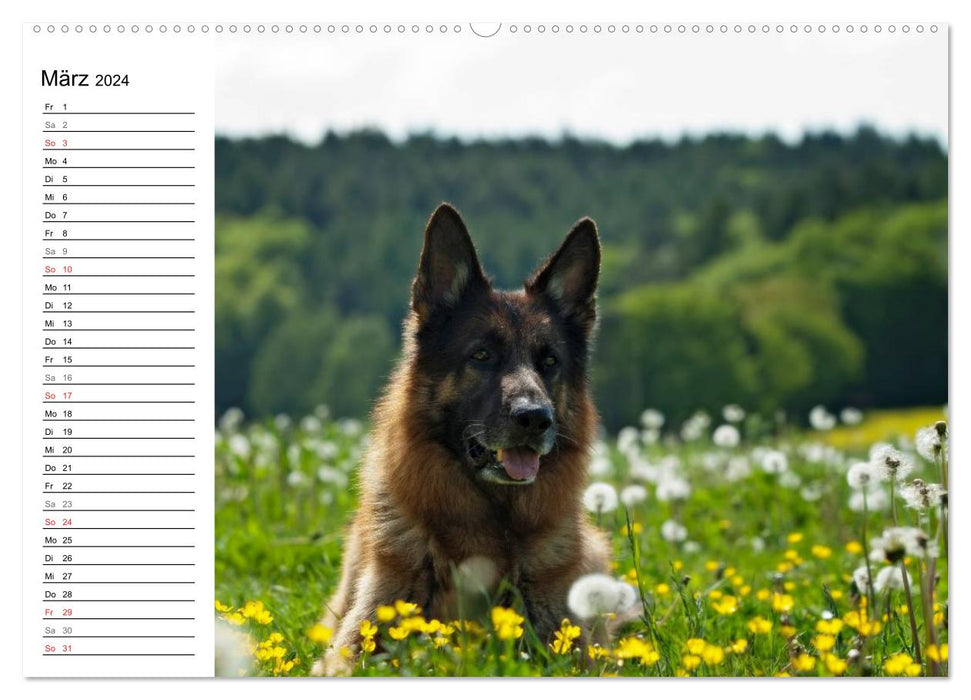 Deutsche Schäferhunde - Senioren auf vier Pfoten (CALVENDO Premium Wandkalender 2024)