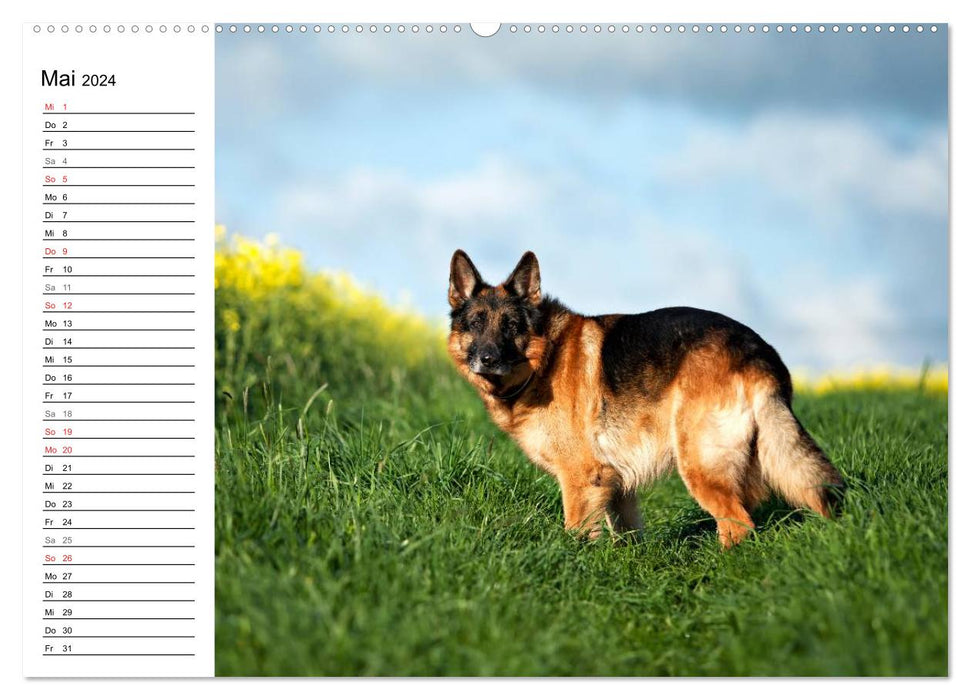 Deutsche Schäferhunde - Senioren auf vier Pfoten (CALVENDO Premium Wandkalender 2024)