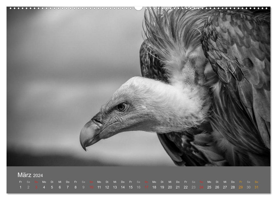 Tierische Augenblicke in Schwarz-Weiß (CALVENDO Wandkalender 2024)