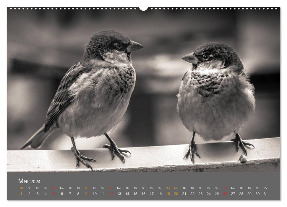 Moments animaux en noir et blanc (Calendrier mural CALVENDO 2024) 