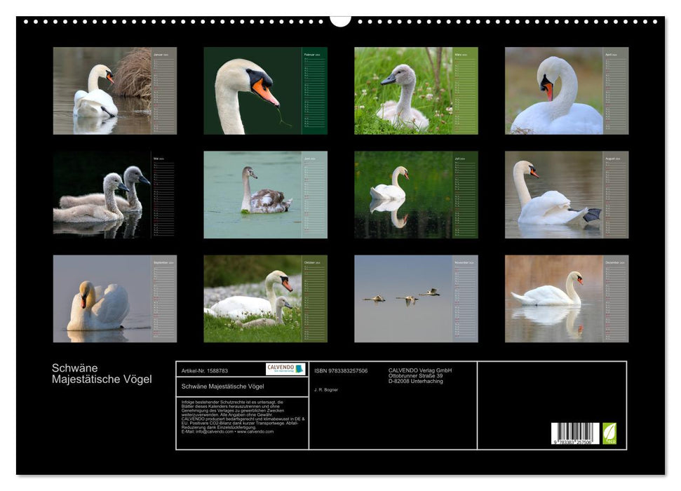 Swans Majestic Birds (CALVENDO Wall Calendar 2024) 