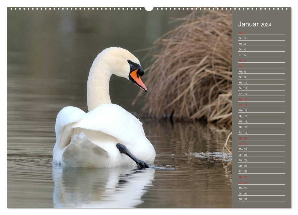 Schwäne Majestätische Vögel (CALVENDO Wandkalender 2024)