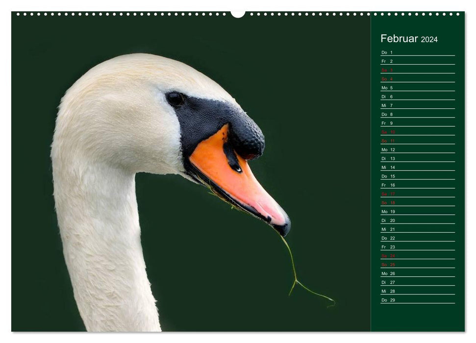 Swans Majestic Birds (CALVENDO Wall Calendar 2024) 