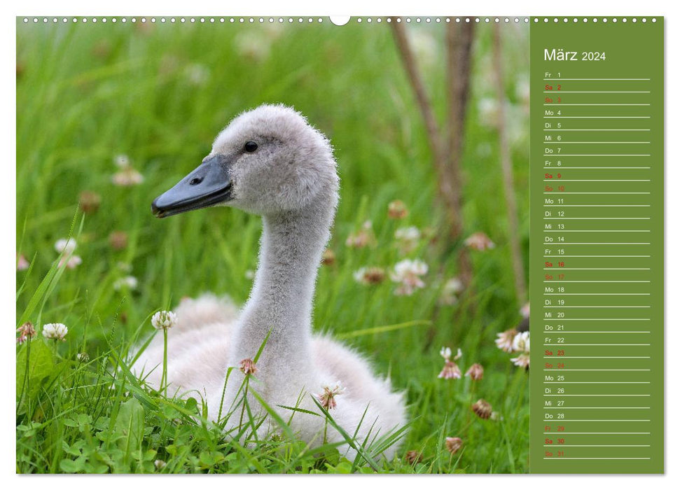 Schwäne Majestätische Vögel (CALVENDO Wandkalender 2024)