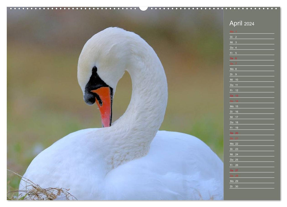 Swans Majestic Birds (CALVENDO Wall Calendar 2024) 