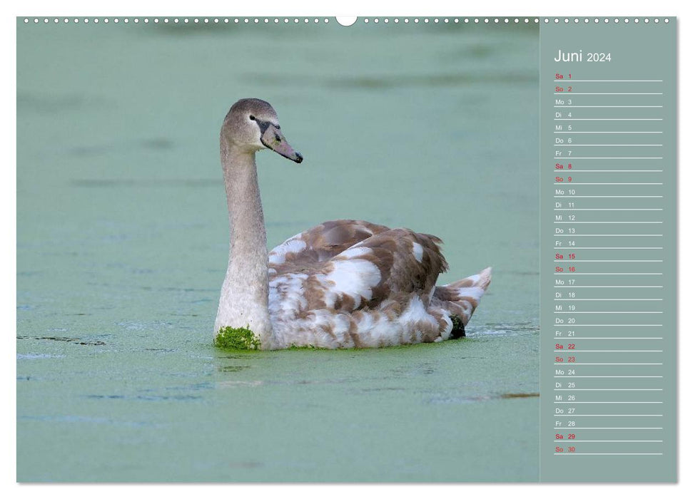 Swans Majestic Birds (CALVENDO Wall Calendar 2024) 