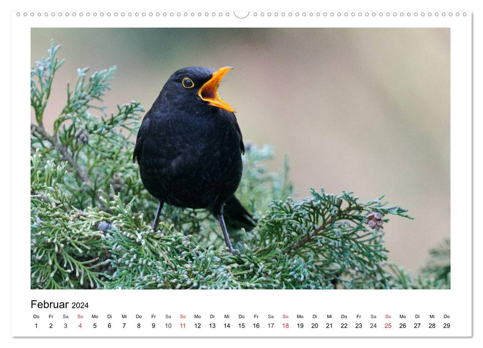 Heimische Gartenvögel - Gefiederte Freunde (CALVENDO Premium Wandkalender 2024)
