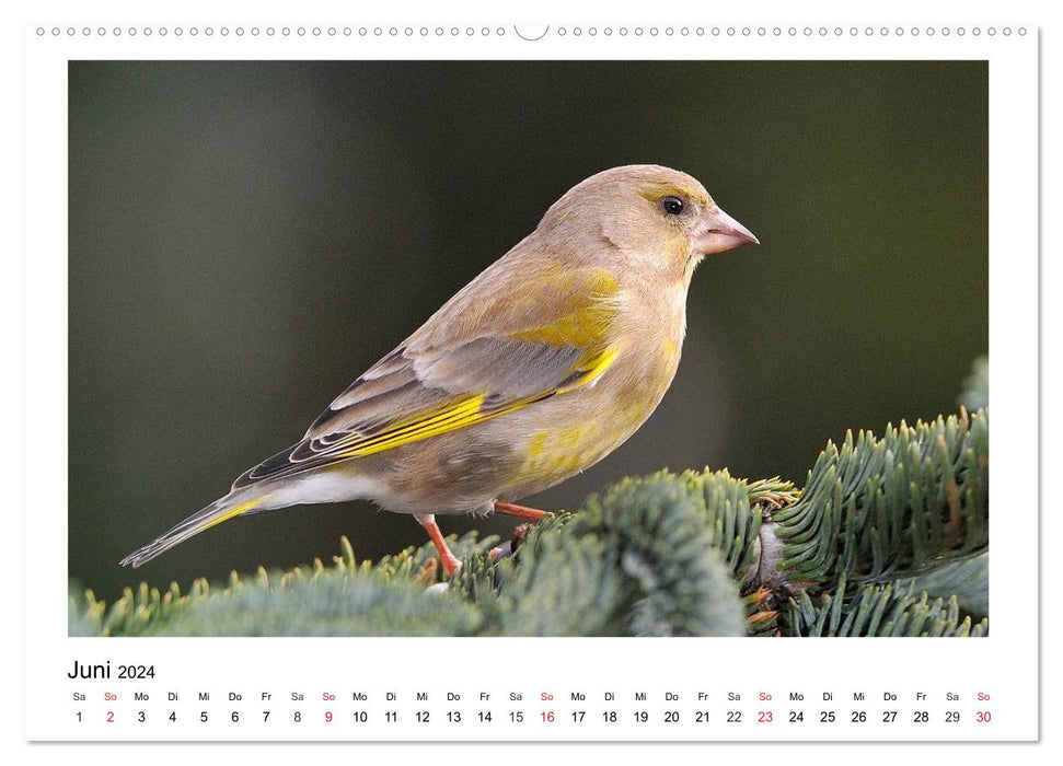 Heimische Gartenvögel - Gefiederte Freunde (CALVENDO Premium Wandkalender 2024)