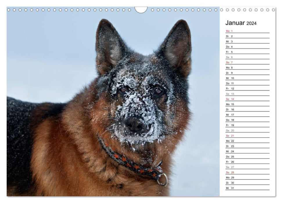 German Shepherd Dogs - Dream Dogs (CALVENDO Wall Calendar 2024) 