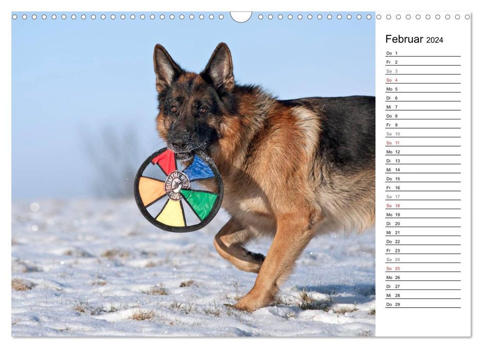 Deutsche Schäferhunde - Traumhunde (CALVENDO Wandkalender 2024)