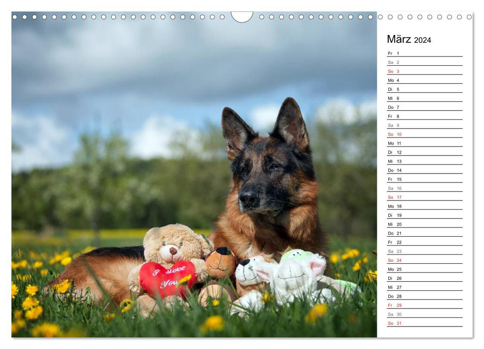 Deutsche Schäferhunde - Traumhunde (CALVENDO Wandkalender 2024)