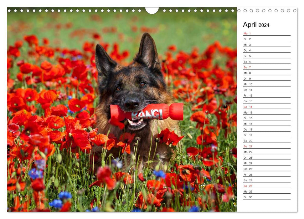 German Shepherd Dogs - Dream Dogs (CALVENDO Wall Calendar 2024) 