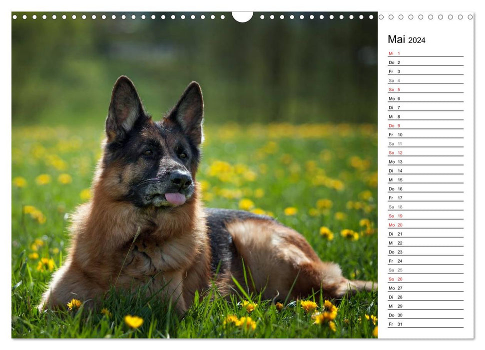 German Shepherd Dogs - Dream Dogs (CALVENDO Wall Calendar 2024) 
