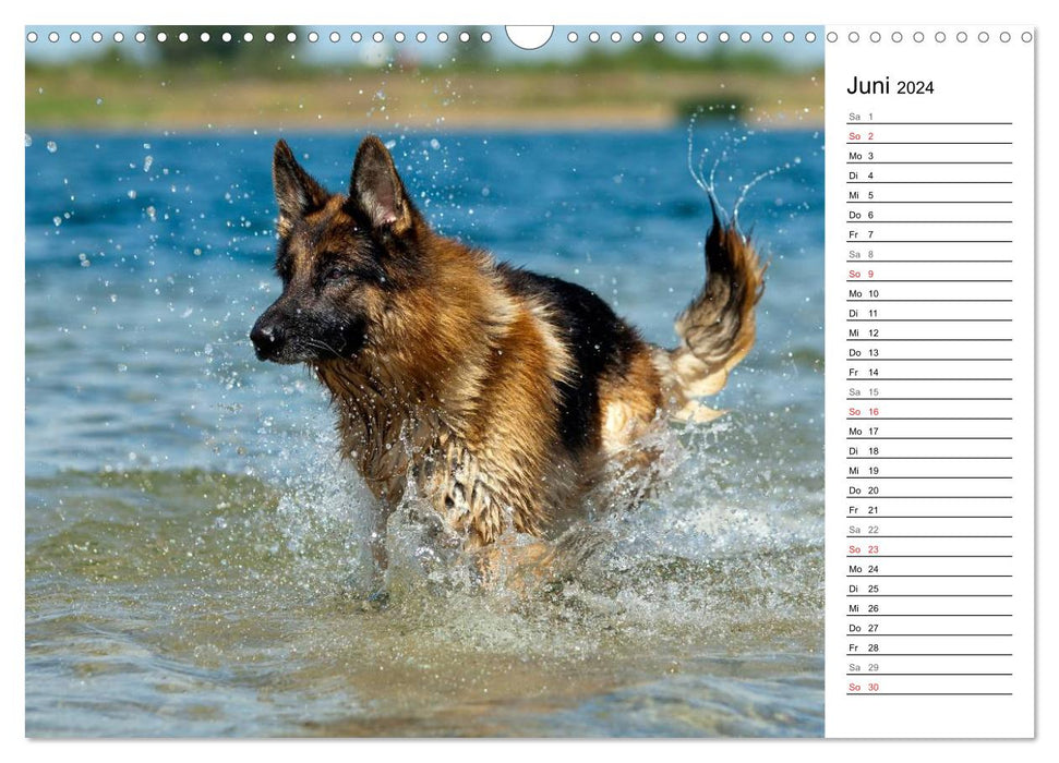 Deutsche Schäferhunde - Traumhunde (CALVENDO Wandkalender 2024)