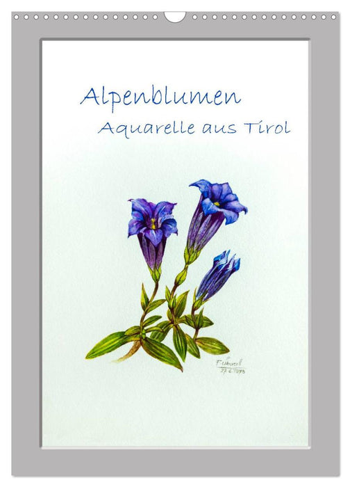 Aquarelles de fleurs alpines du Tyrol (calendrier mural CALVENDO 2024) 