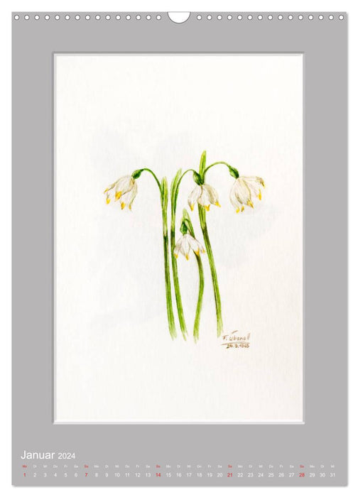 Alpine flowers watercolors from Tyrol (CALVENDO wall calendar 2024) 