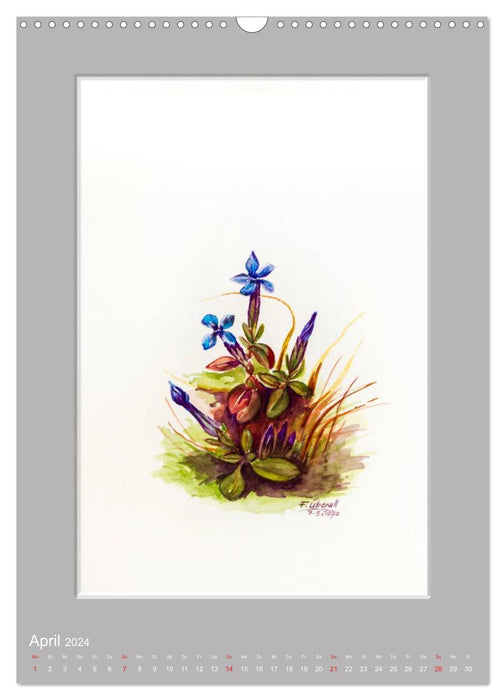 Alpine flowers watercolors from Tyrol (CALVENDO wall calendar 2024) 