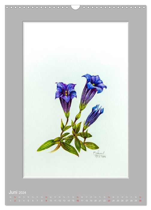 Alpenblumen Aquarelle aus Tirol (CALVENDO Wandkalender 2024)