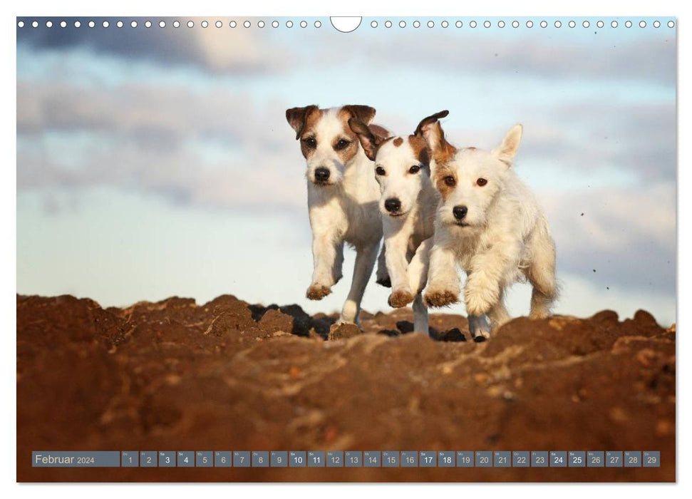 The Parson Russell Terriers ...with new adventures from dog clipping (CALVENDO wall calendar 2024) 