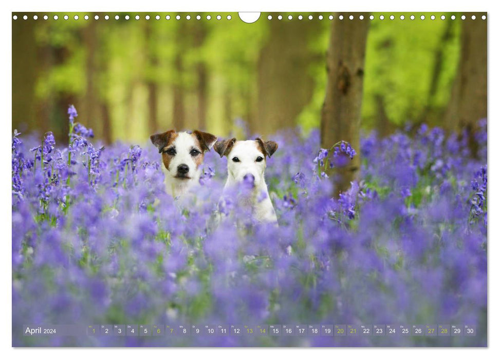 The Parson Russell Terriers ...with new adventures from dog clipping (CALVENDO wall calendar 2024) 