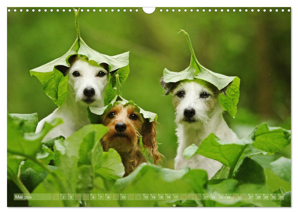 Die Parson-Russell-Terrier ...mit neuen Abenteuern aus der Hundeknipserei (CALVENDO Wandkalender 2024)