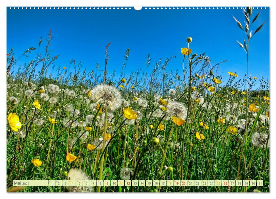 Flower meadows – a magical year with flowers (CALVENDO wall calendar 2024) 