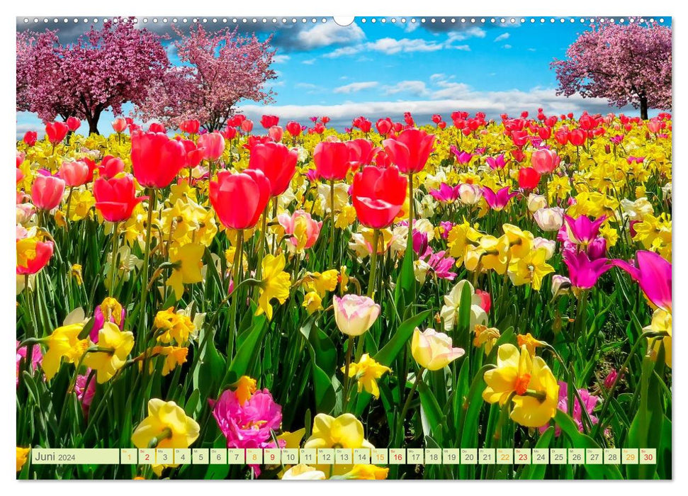 Prairies fleuries – une année magique avec des fleurs (calendrier mural CALVENDO 2024) 
