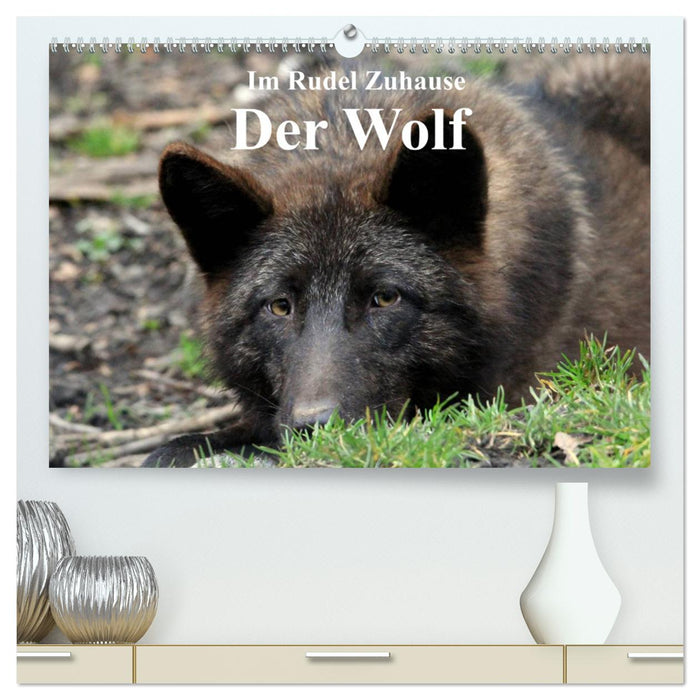 At Home in the Pack - The Wolf (CALVENDO Premium Wall Calendar 2024) 