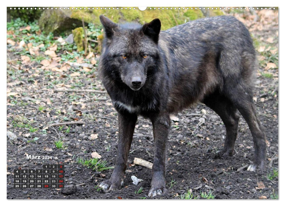 At Home in the Pack - The Wolf (CALVENDO Premium Wall Calendar 2024) 