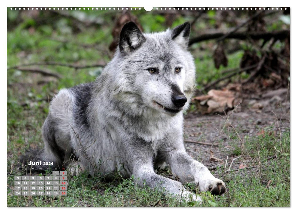 At Home in the Pack - The Wolf (CALVENDO Premium Wall Calendar 2024) 