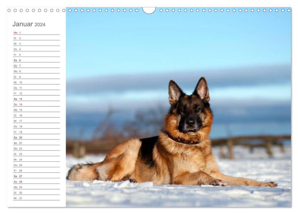 German Shepherd Dogs Comforter (CALVENDO Wall Calendar 2024) 